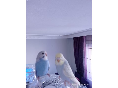 Oyuncu Yavru Muhabbet Kuşlar