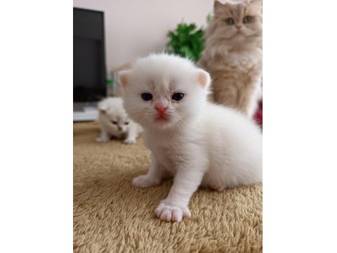 Safkan Mırıl Mırıl Yavru Kediler