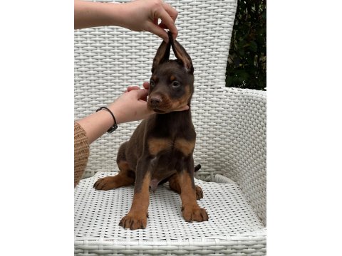 Safkan Doberman Irk Garantili Yavrular