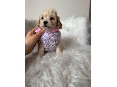 Orjinal Maltipoo Yavrular