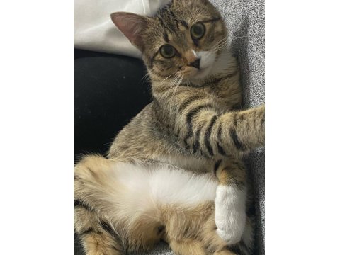 İşimden Dolayı Kedimi Sahiplendiriyorum