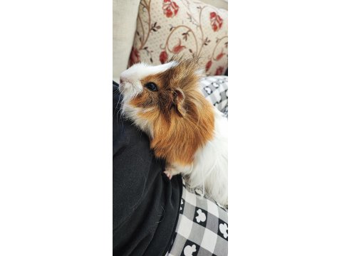 Gayet Sağlıklı Guinea Pig
