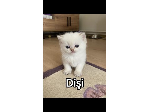 A+ British Shorthair Yavruları