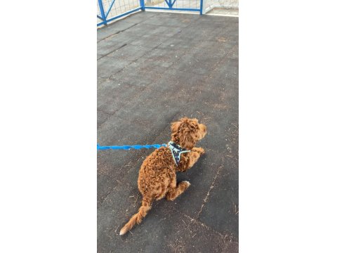 7.5 Aylik Maltipoo Yavrumuz