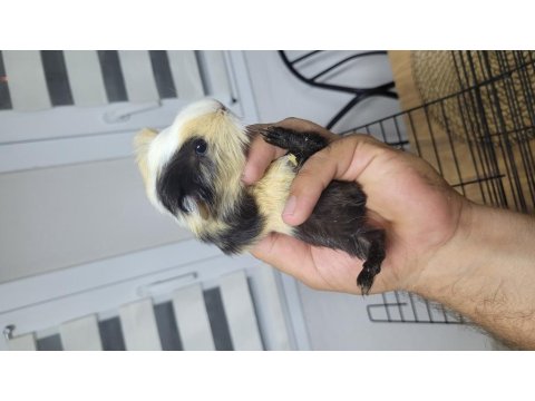 Fethiyede Guinea Pigler Sizleri Bekliyor