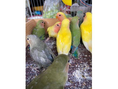 Sağlıklı Yavru Sevda Papağanlar