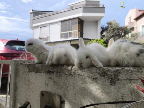 Safkan Hollanda Lop Tavşanı Bebekler