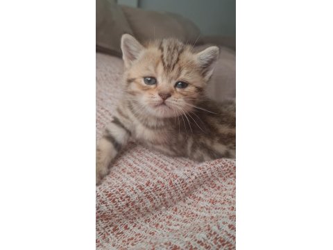 Kırçıllı Dişi British Shorthair Yavru