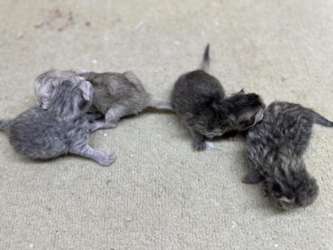 24 Şubat Doğumlu Silver - Golden - Lilac Dişi Kediler