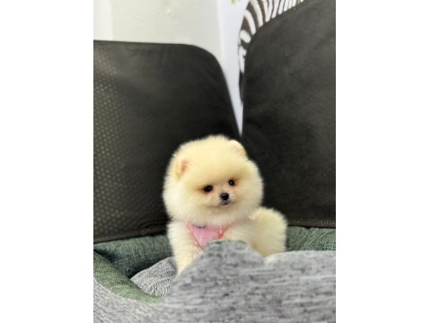 Dişi Ve Erkek Pomeranian Yavrularım