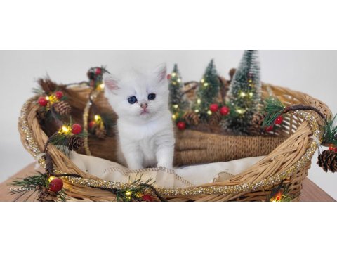 Saf Kan Hattı Scottish Straight