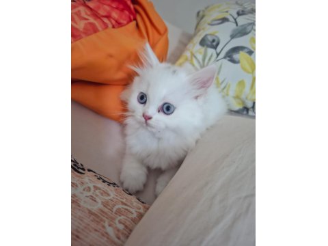 Pamuk Şekerim British Longhair Helen