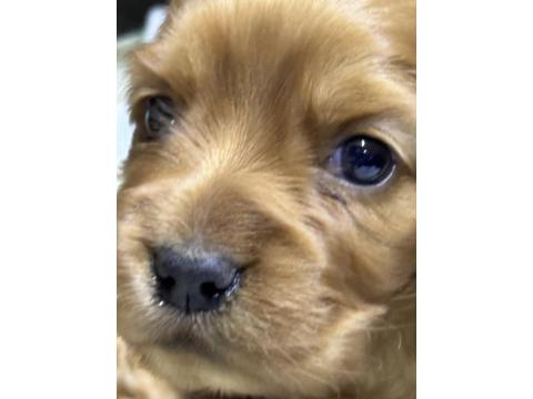 45 Günlük İngiliz Cocker