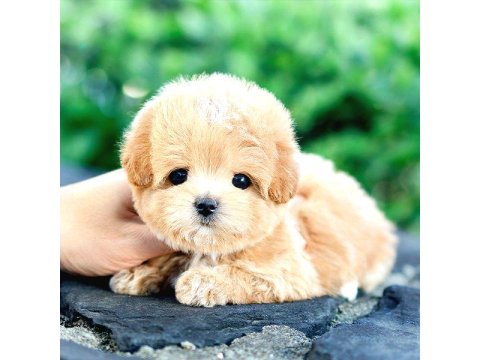 Toy Poodle Köpeklerim