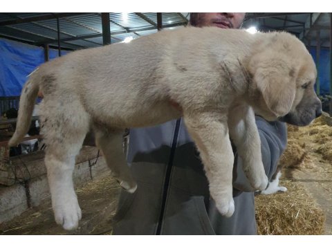 6 Tırnaklı Özel Üretim Dev Kangal Yavrular