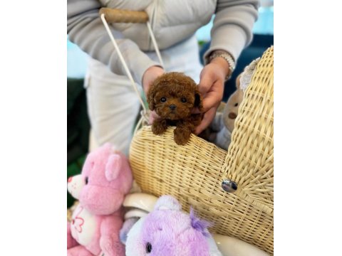 Aşılı Toy Poodle Yavrularımız