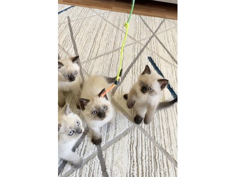 Yavru British Blue & Chocolate Point