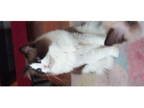 Ragdolltown - Kedi Kasabası