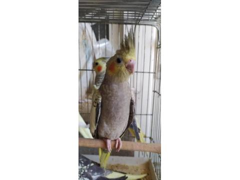 Yavru Yetişkin Sultan Papağanı