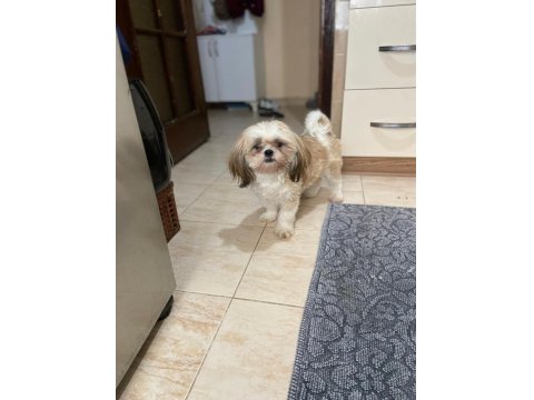 11 Aylık Dişi Shih-Tzu