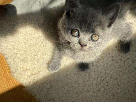 Kedimize Ömürlük Yuva Arıyoruz