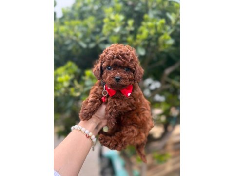 Mini Toy Poodle Yavrular