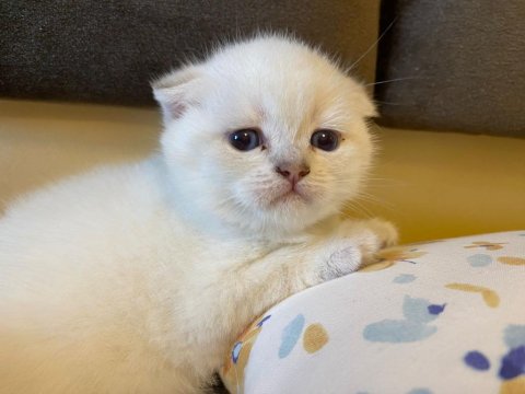 Blue Point Kedilerim Sahibini Arıyor