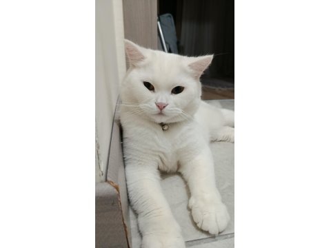 British Shorthair Acil Ücretsiz Sahiplendirilecektir