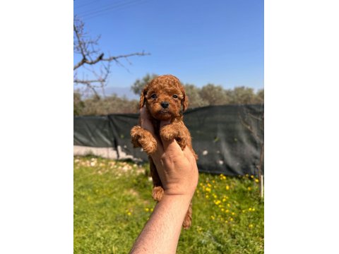 Mini Toy Poodle Bebekler Evden