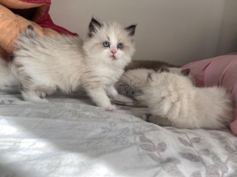 Anne Baba Secereli Ragdoll Yavrular – Blue Mitted, Seal Mitted & Seal Bicolor