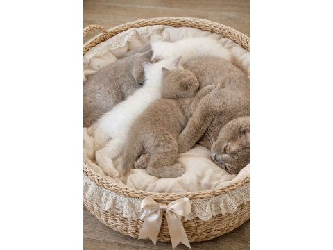 Yavru Kediler British Shorthair Blue Point Lilac