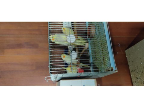 Sultan Papağanı Yavru