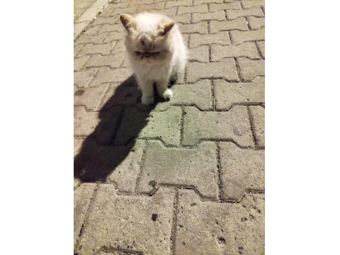 Sokağa Terk Edilmiş Evcil İran Kedisi