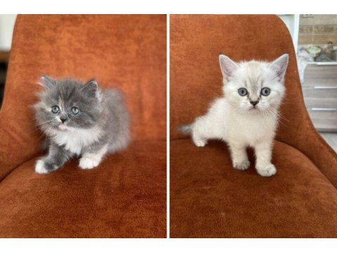 British Longhair Ve Shorthair Güzellikler