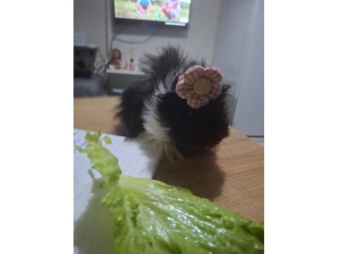 Kafesi Ve Eşyalarıyla Guinea Pig
