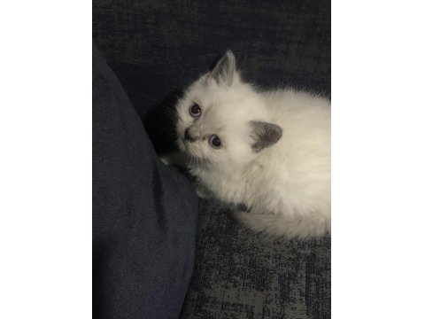 Safkan British Shorthair Yavrularım Yeni Yuva Arıyor