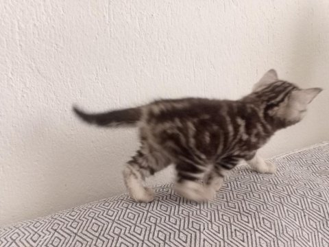 Sevimli Scottish Straight Yavrumuz Yeni Yuvasını Arıyor.