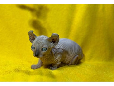 Yurtdışından Özel İstek Üzerine Sfenks