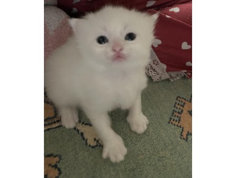 Beyaz Safkan Chinchilla Cinsi Yavru Kediler Ücretli