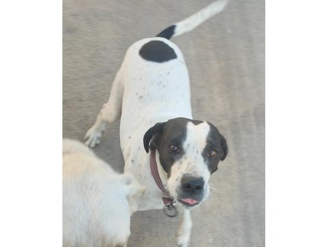 Ücretsiz İngiliz Pointer (Kara Kafa)