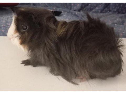 5 Aylık Dişi Ginepig