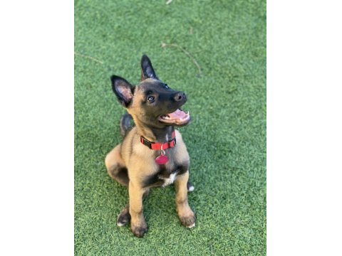 Good Damn Bir Belçika Kurdu