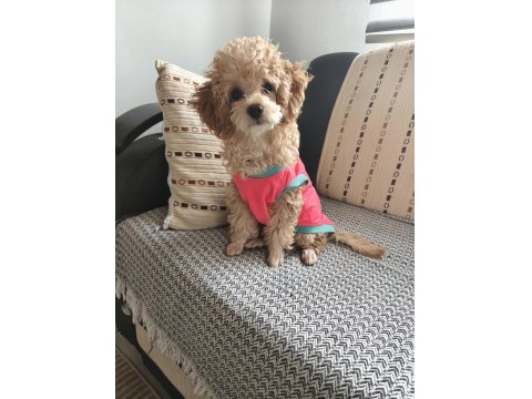 Dişi Toy Poodle 6 Aylık