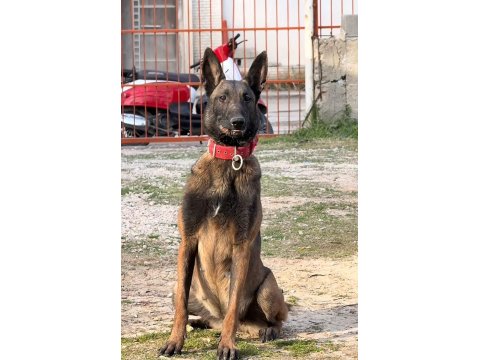 Teslime Hazır Belçika Kurdu (Malinois) Yavruları