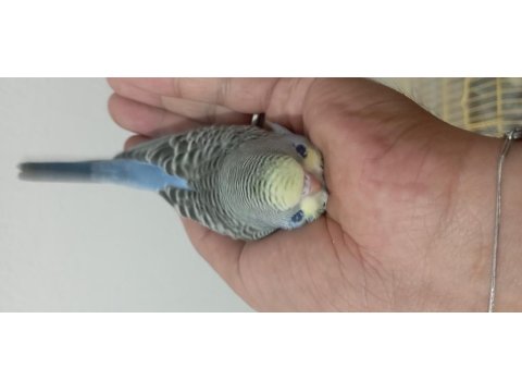 Boncuk Muhabbet Kuşu Kardeşler 25/30 Günlük