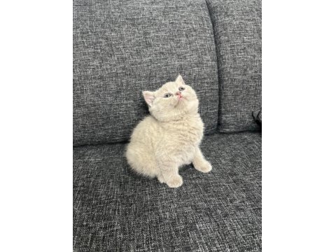 Show Kalite British Shorthair Yavrular