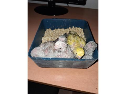 Show Jumbo Muhabbet Kuşu Yavruları Ev Üretimi