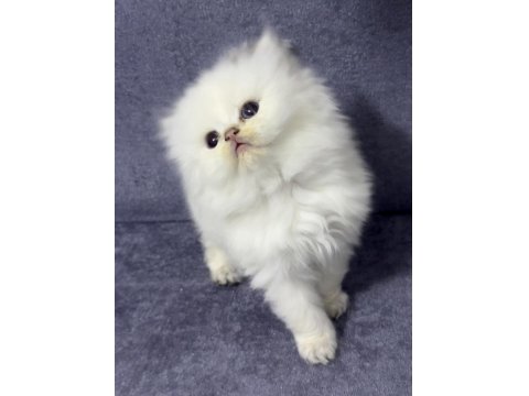 British Longhair Sıcak Kanlı Yavrumuz