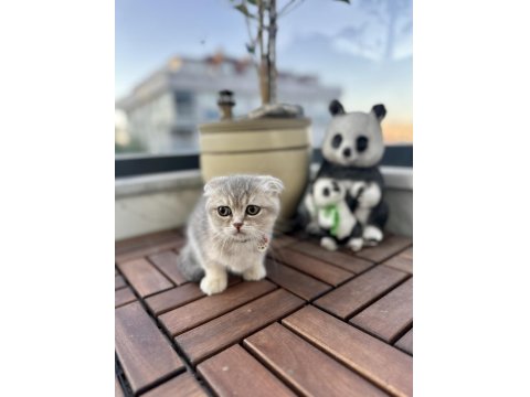 Ev Ortamında Eğitimleri Tam Dişi Scottish Fold