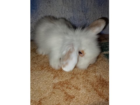 Teddy Lop Tavşanı Yavrular